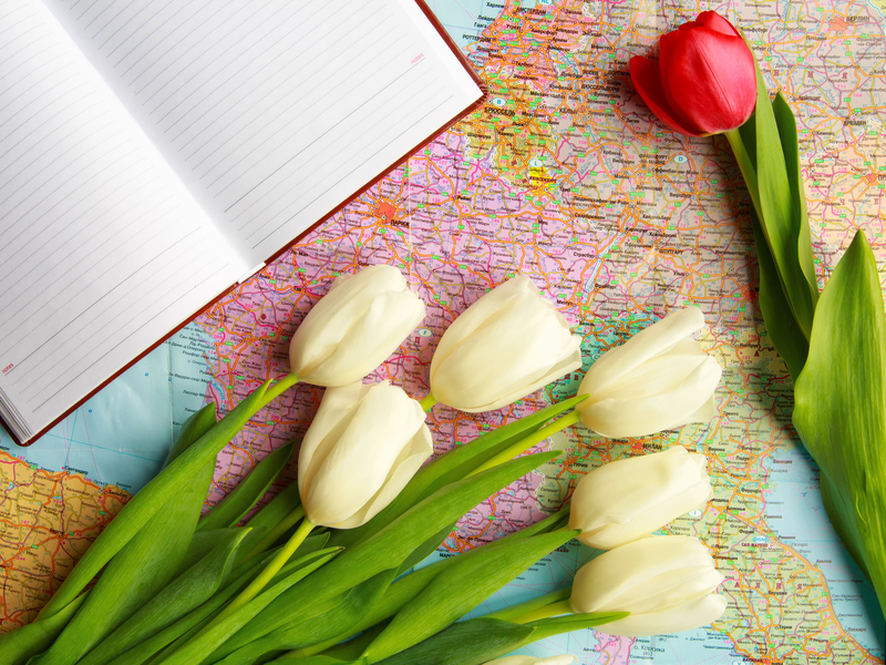 flowers  / pink flowers flowers  / fewer flowers